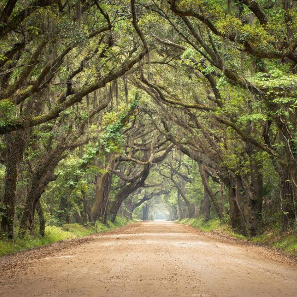 archway of trees, St. Augustine Shores